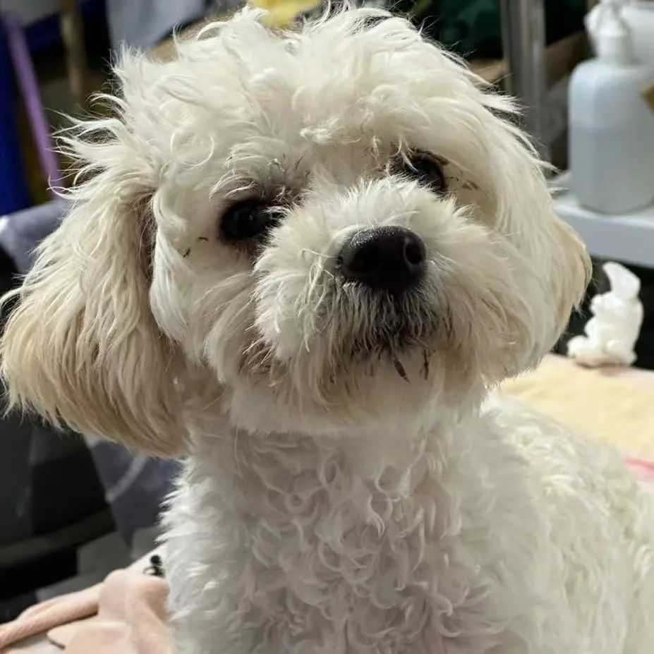 「宠物领养FreeAdopt」萌宠新生大聚会~哪位宝贝是你的最爱？