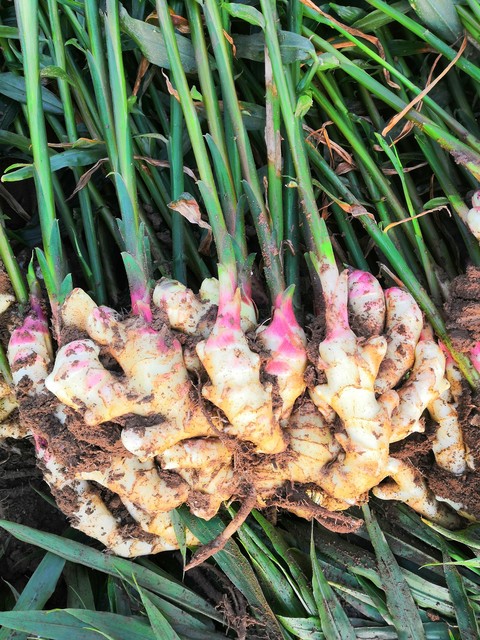 大姜幼苗期管理技术视频,大姜出苗期管理要点