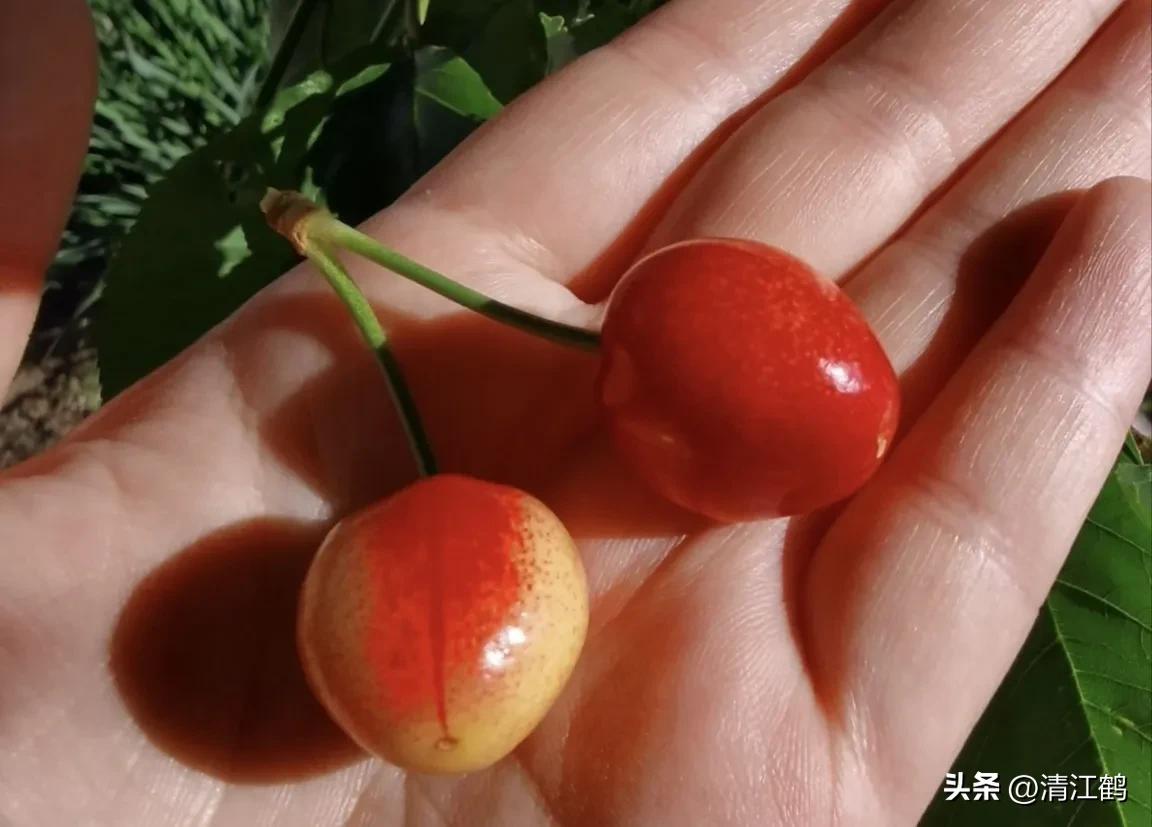 樱桃好吃树难栽完整故事,樱桃好吃树难栽家常版完整版