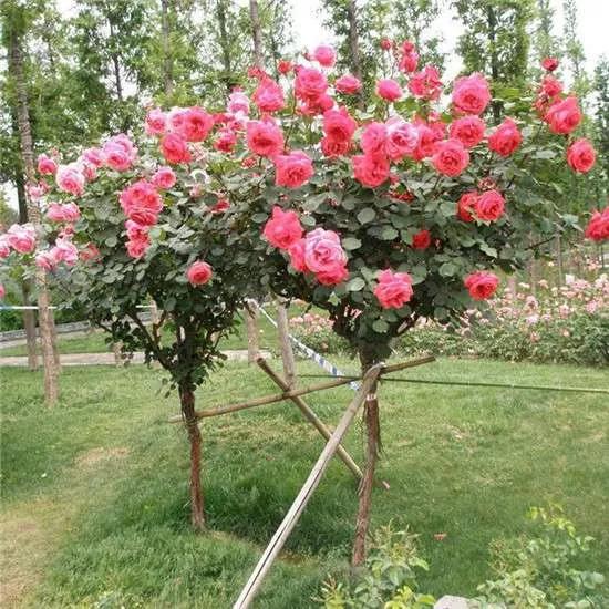 月季品种醉花,月季品种大全及图片欣赏