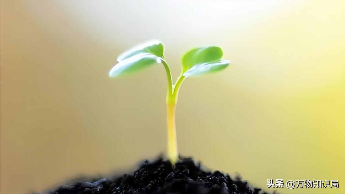 果农被罚十万,新西兰控告中国果农胜诉了吗