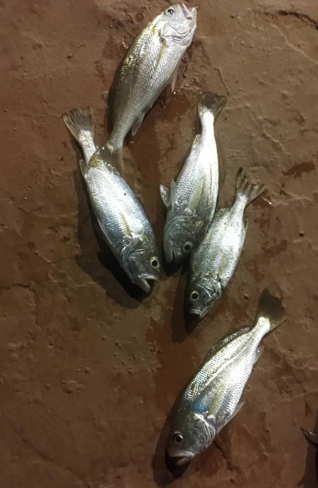 跑船钓鱼,跑船人的乐趣