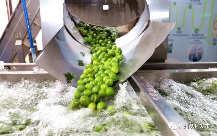 又到青梅入酒时,又到了酿青梅酒的时候