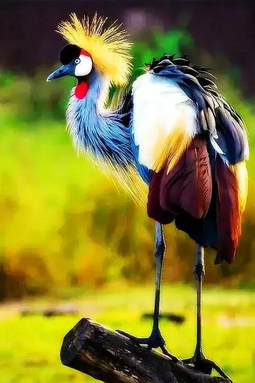 奇怪的小鸟视频,稀奇古怪的鸟