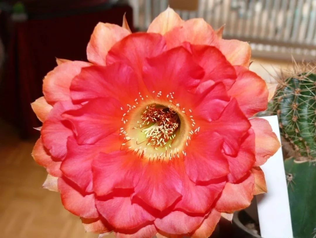 200种·仙人球开花图鉴，大开眼界，美到爆