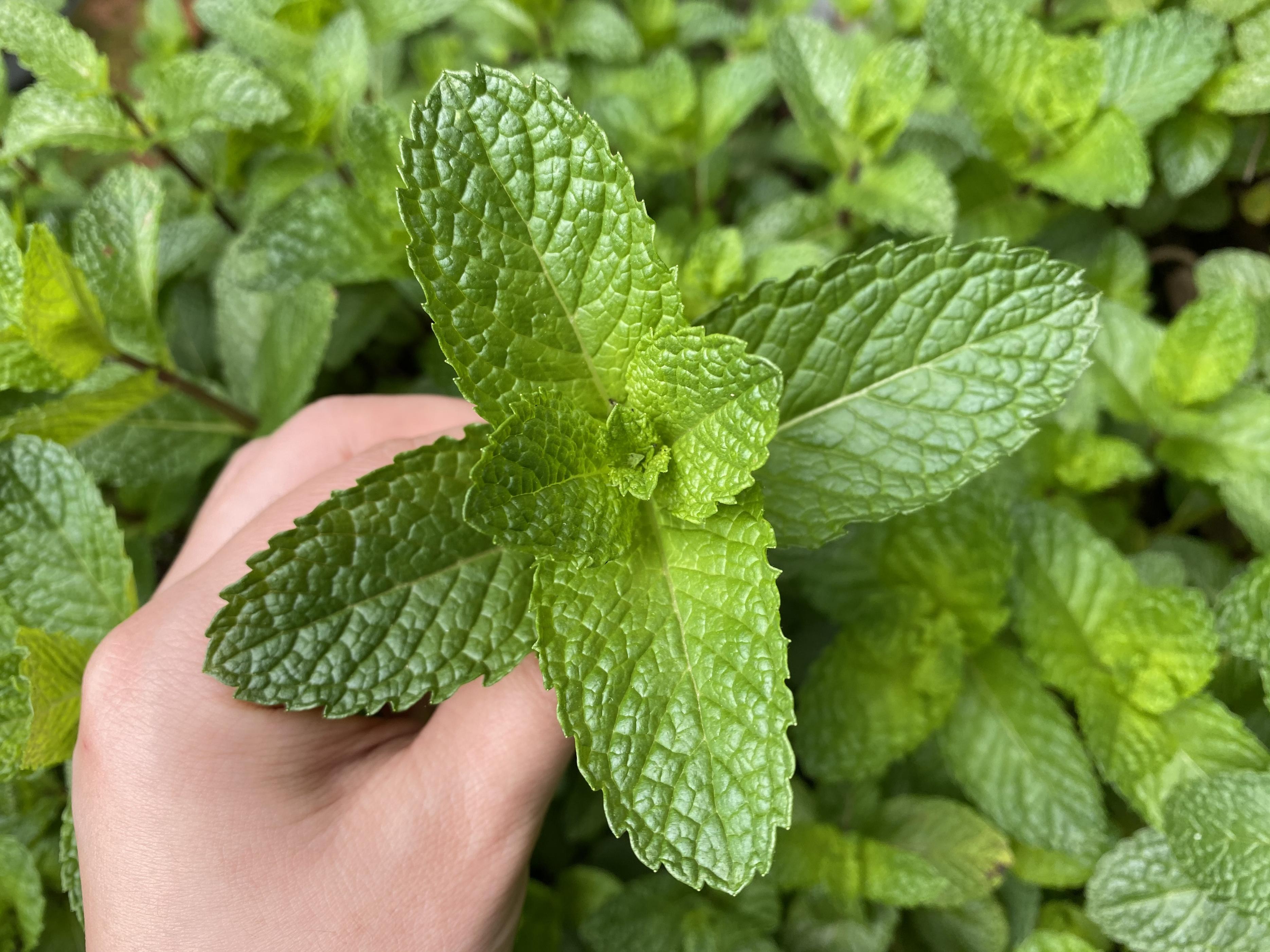 薄荷盆栽养护简单,家庭盆栽薄荷放什么长得好