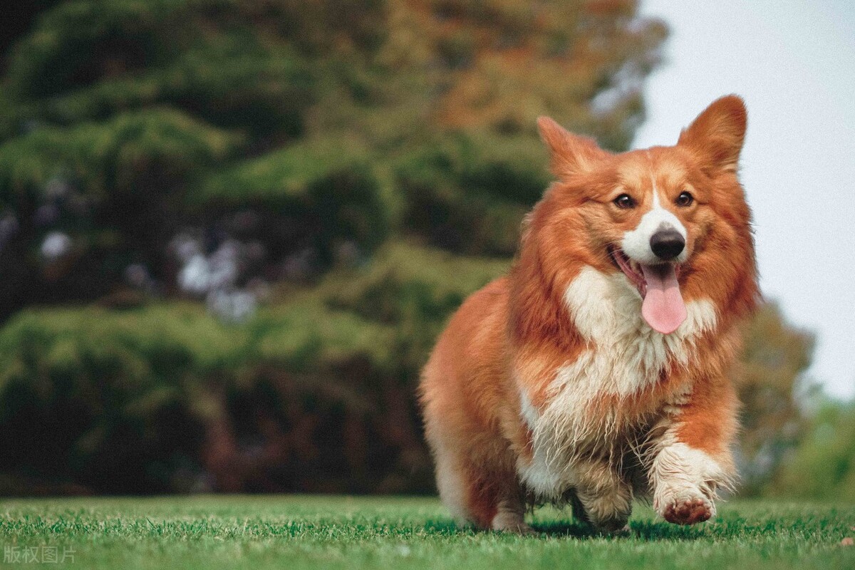 如何养好小狗幼犬视频,怎样养好松狮小狗