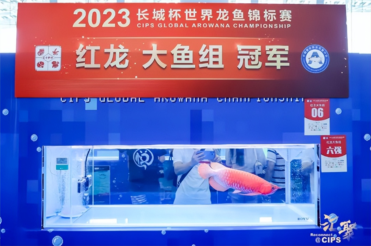 鱼生一条多少钱,鱼生一条鱼多少钱