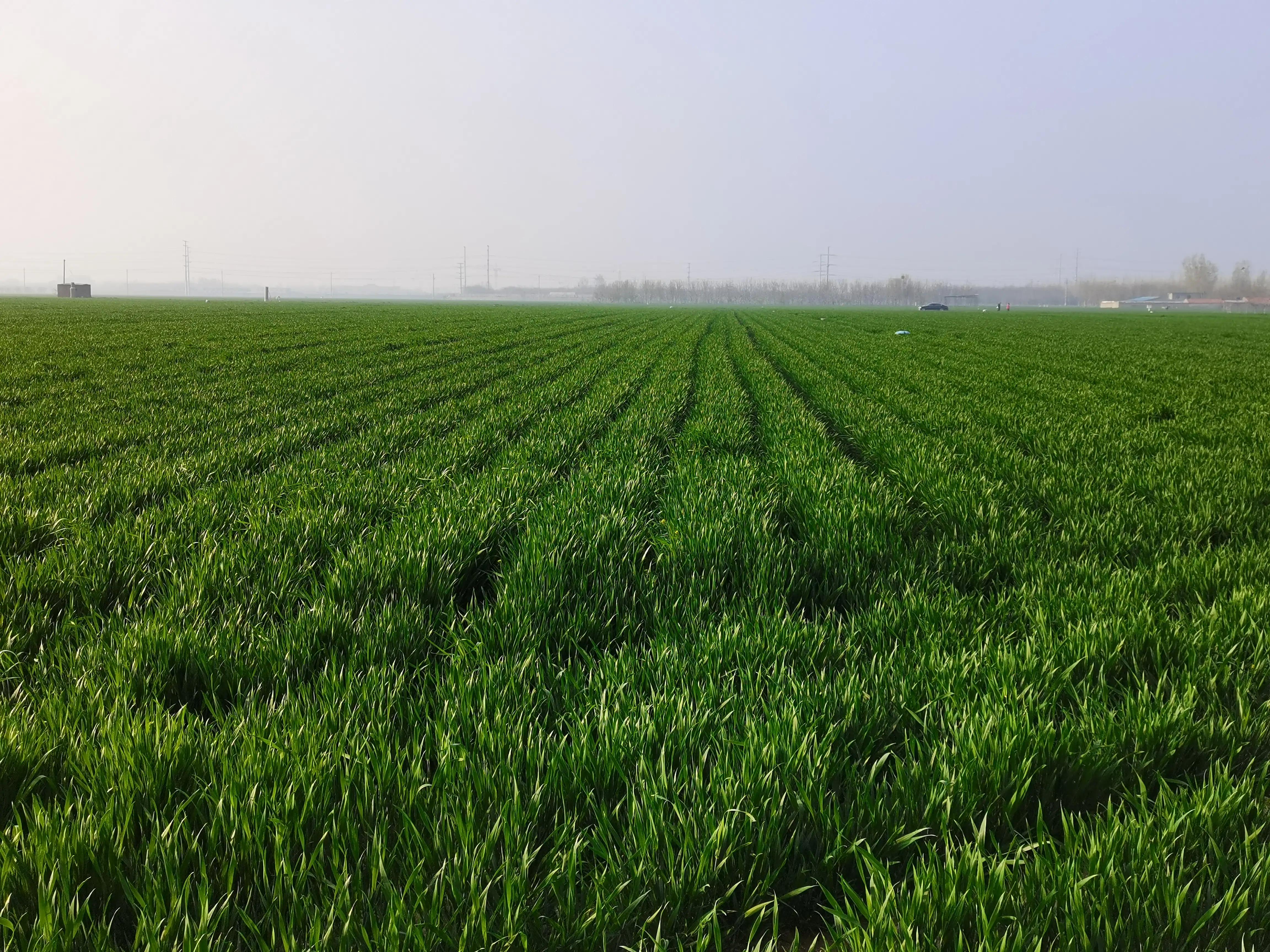 70年代化肥袋子做衣服,70年代用日本尿素化肥袋做裤子