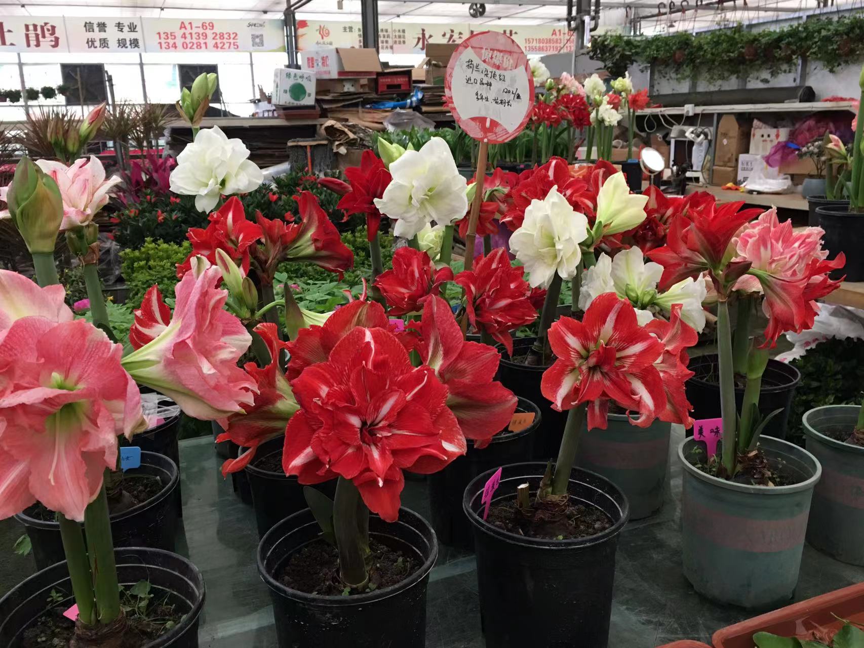 成都春天花卉市场哪里最便宜,成都温江区最便宜的花卉市场
