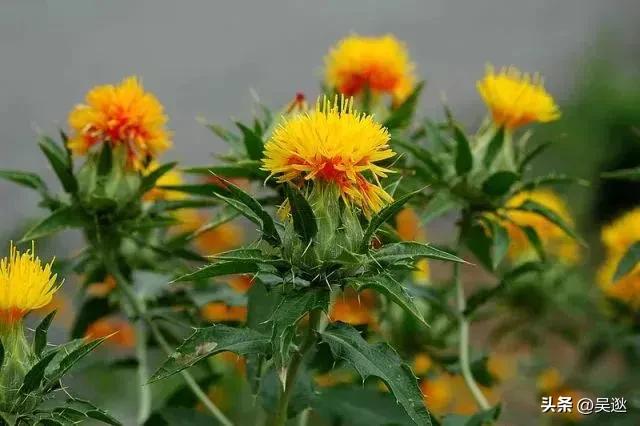 口红是虫子的尸体做的吗,女生口红是虫子尸体提炼的吗