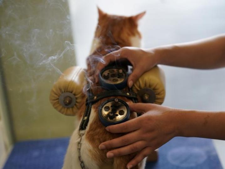 给狗做针灸的视频,带狗去针灸