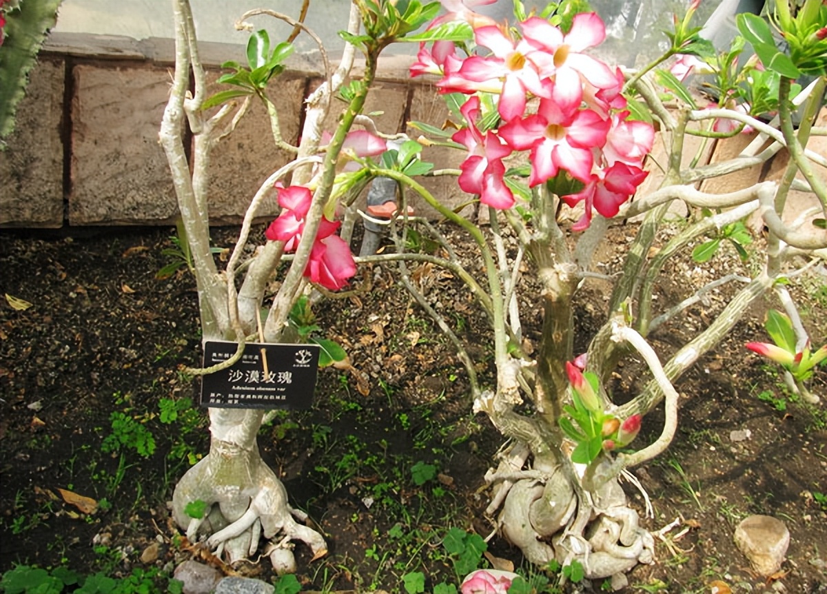 怎么把沙漠玫瑰养成啤酒肚,重瓣沙漠玫瑰养殖方法