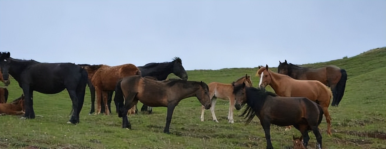 唐朝与回鹘的绢马贸易,唐朝茶马贸易的含义