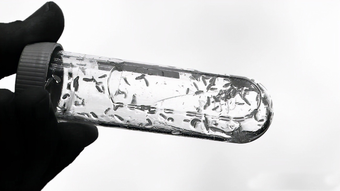 活蛆的另类妙用?一战时用蛆清创,几百条蛆曾挽救即将截肢的病患