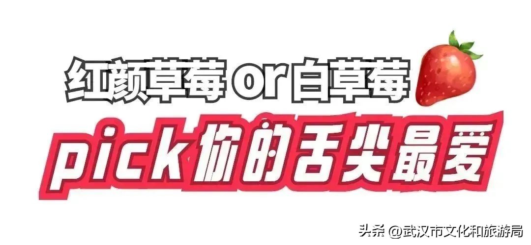 又红又大的草莓欢迎采摘,最近的草莓采摘在哪里