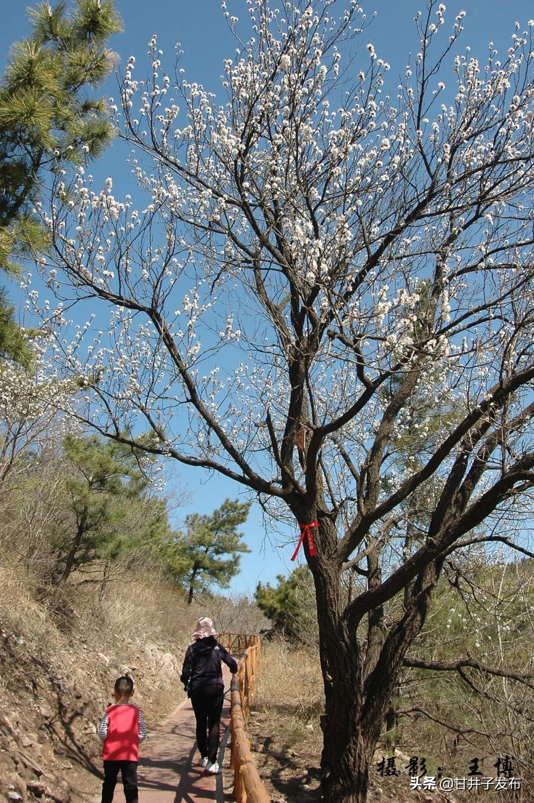 甘井子踏青,大连甘井子踏青好去处