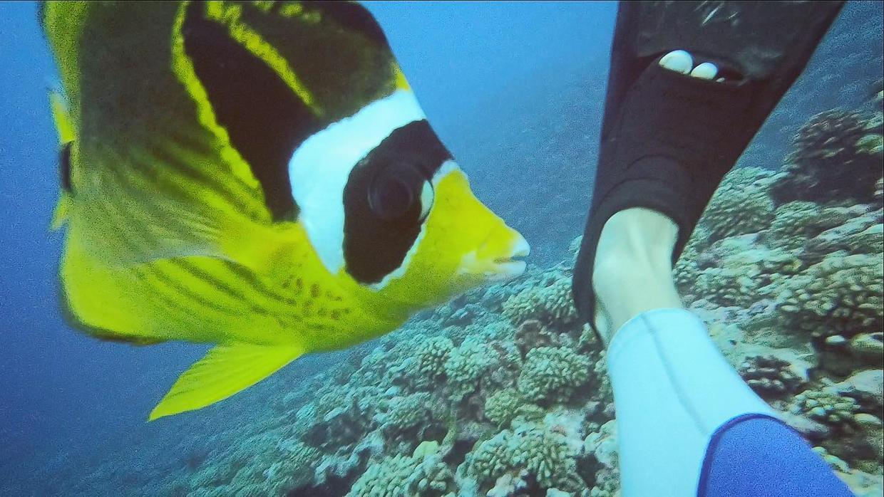 国外美女姐姐海里偶遇一只小鱼，竟引发神奇友谊！网友：前世情人