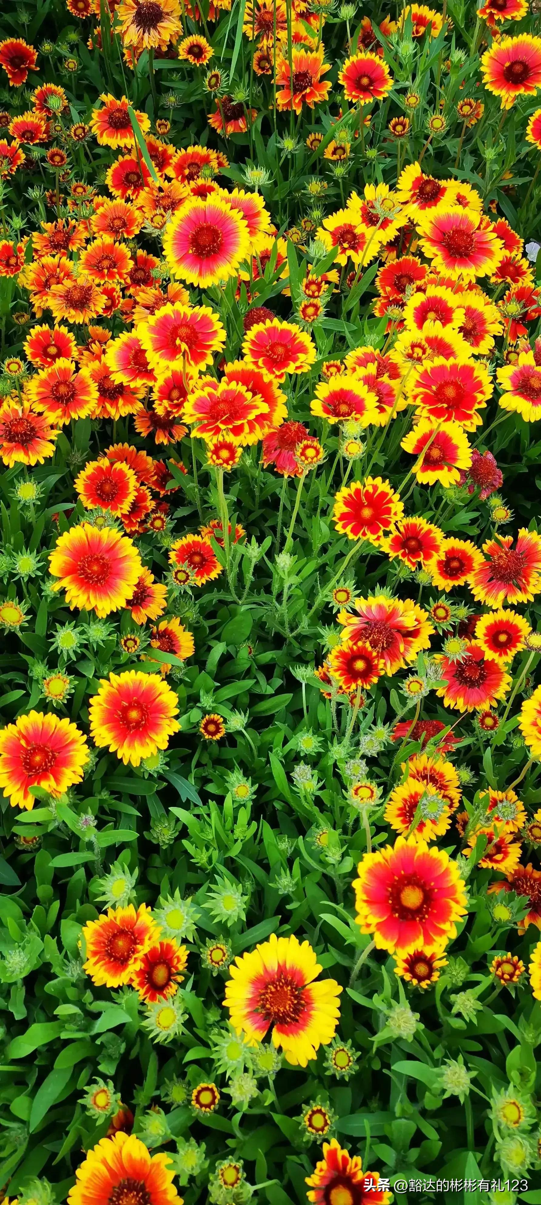 难得一见绝美一清二楚郁金香壁纸,难得一见雪景壁纸