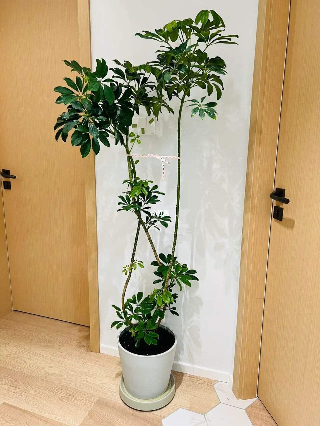 老人说，客厅见树，10家有9富，说得是真的吗？推荐9种吉祥树