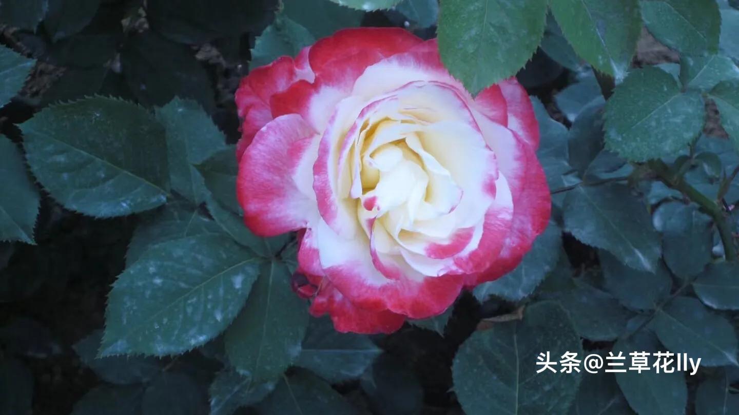 若爱有尽头免费全文,520有爱的日子也是感谢的日子