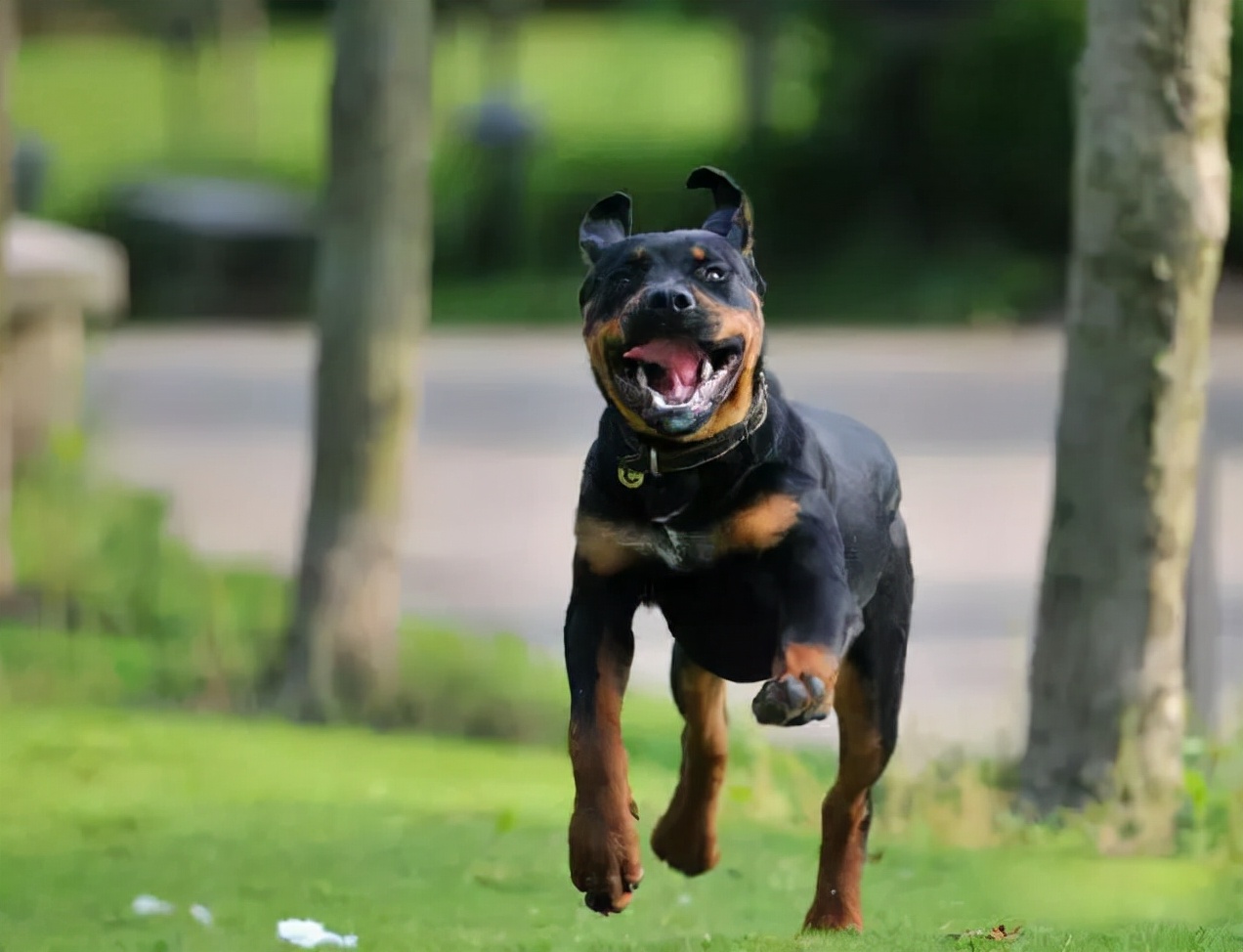 100多种名犬图片大全大图高清,100多种名犬图片大全大图