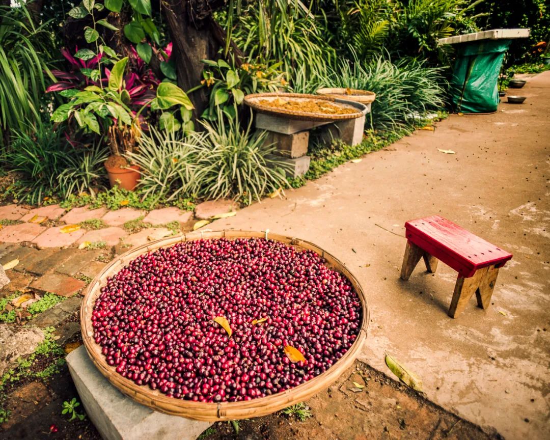 云南咖啡在追寻一个怎么样的“精品化”？