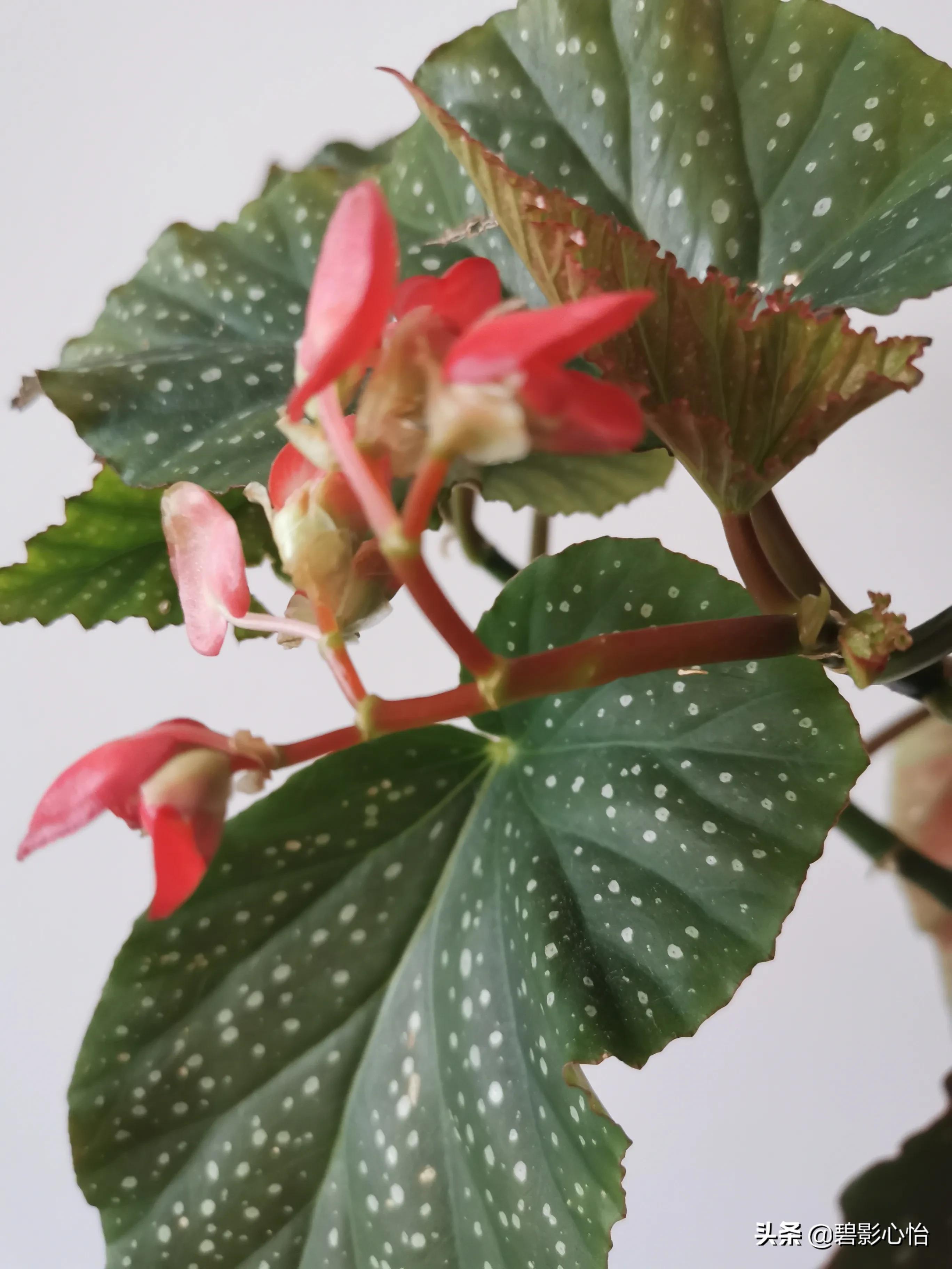 竹节海棠怎么养又粗又壮,竹节海棠怎么养叶片又宽又大