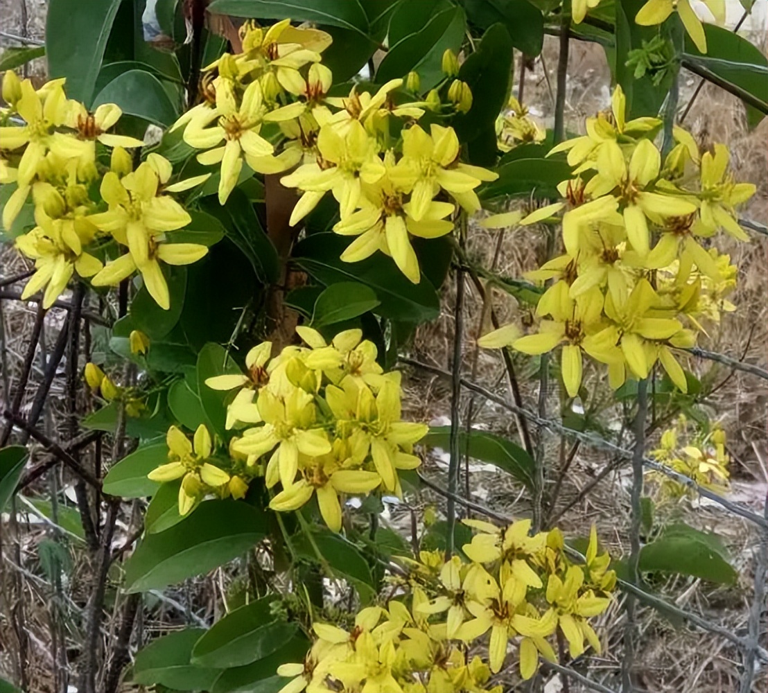 什么花做花墙最好种植,打造花园阳台推荐养什么花