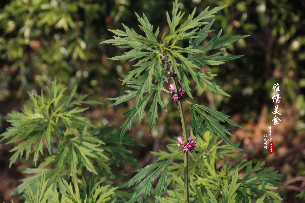 农村荒地里长出“女人草”，人称“妇女之友”，常有人与艾叶混淆