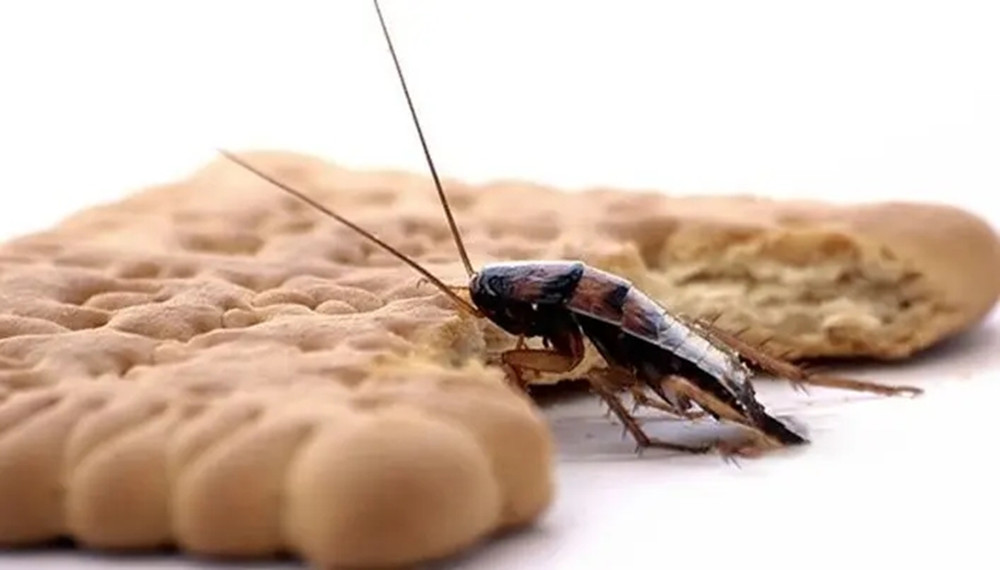 家里蟑螂太多怎么处理蟑螂,夏天蟑螂多教你一个小妙招