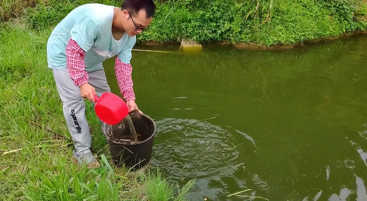 麦穗鱼养殖方法与养殖技巧,麦穗鱼如何规模化繁殖