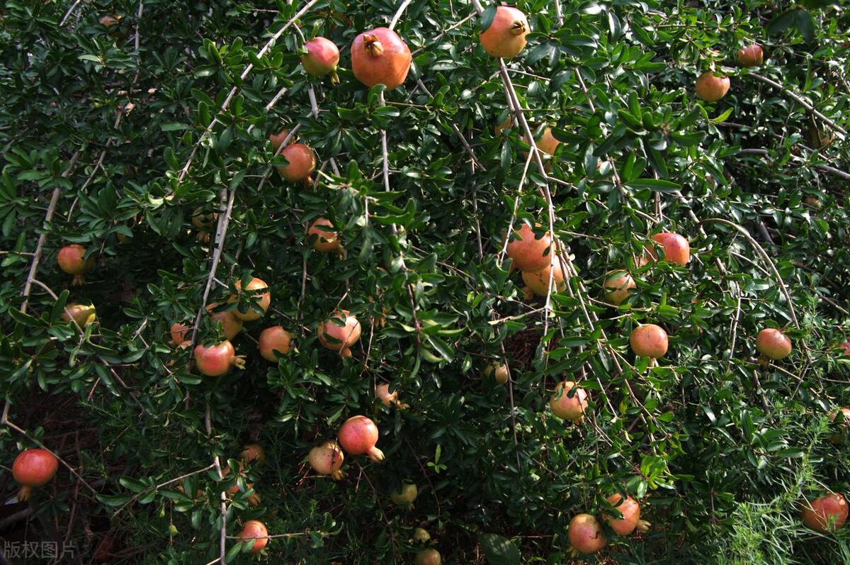 门前栽什么树聚财招财,门口种树富几代人