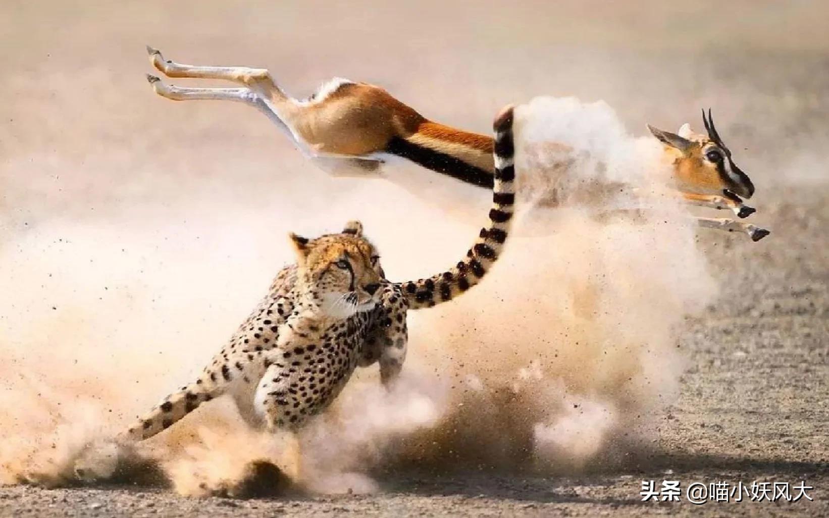 斑鬣狗为什么喜欢挖别人的坟头,斑鬣狗为什么喜欢咬骨头