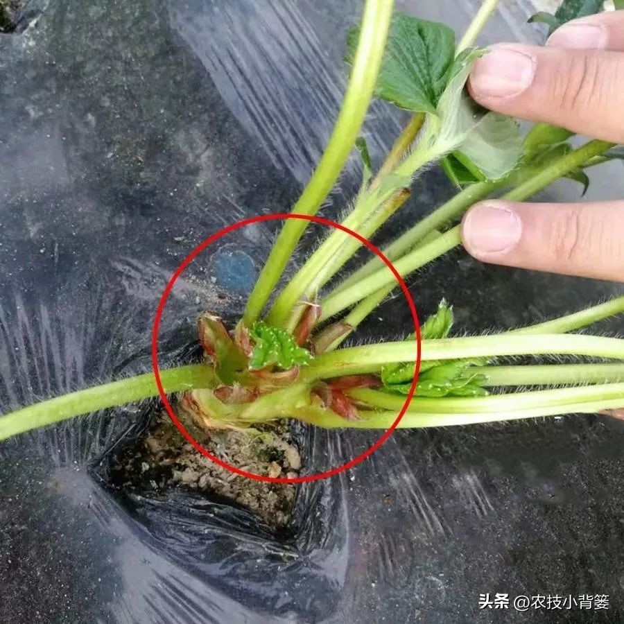 种草莓不要大棚能种植草莓吗,用烂草莓种草莓的正确种植方法