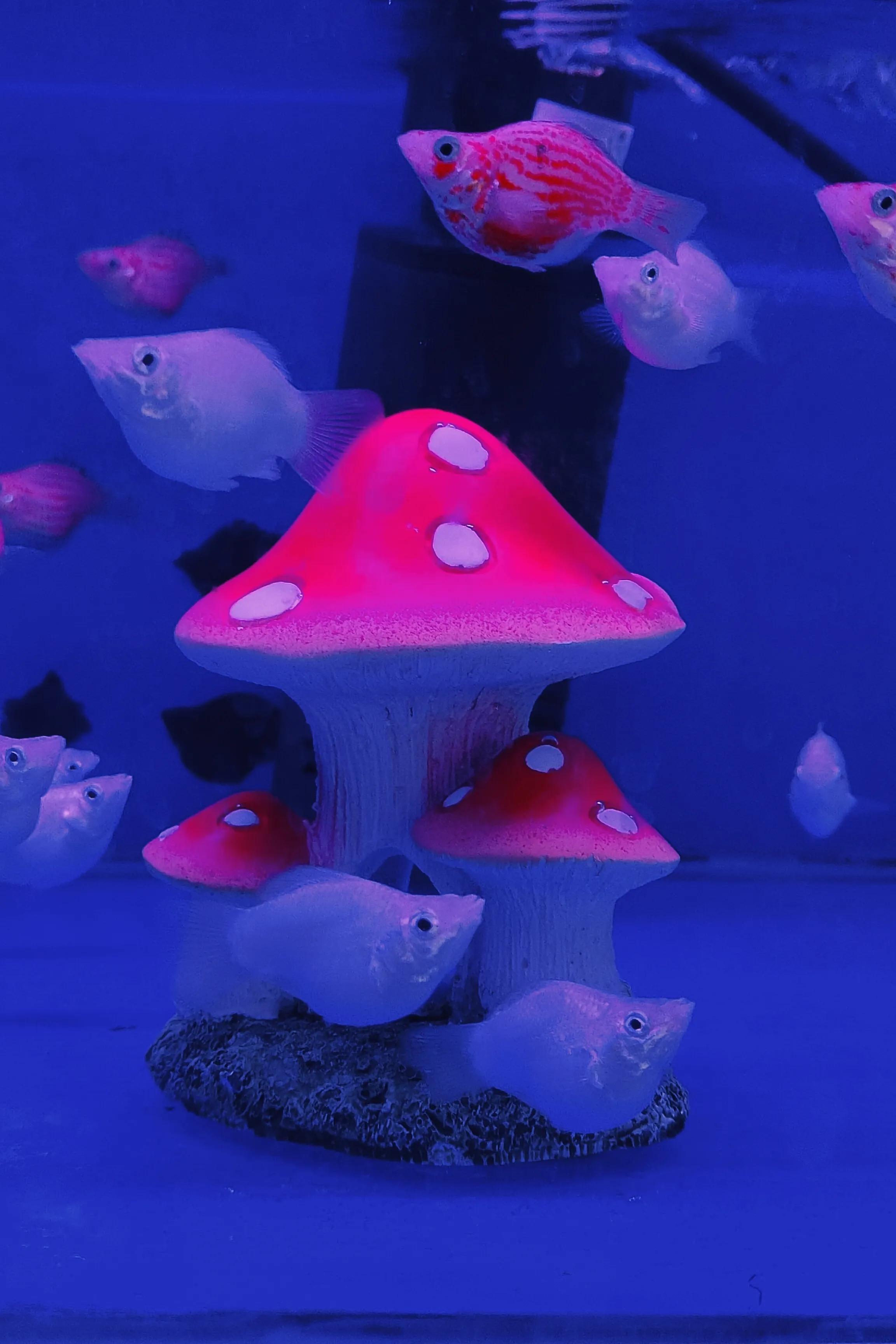 广西花鸟市场和南宁花鸟市场,广西平果花鸟市场在哪里