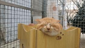 打遍猫群无敌手,猫中小霸王胖咪的幸福喵生