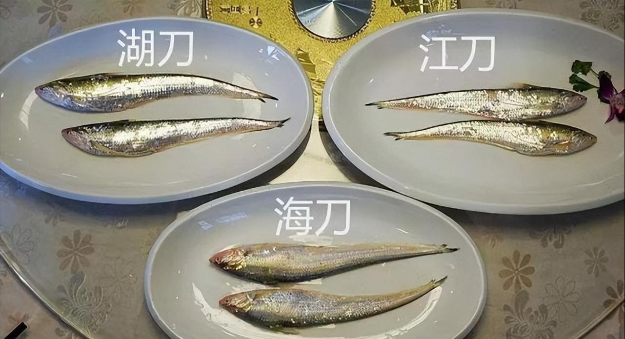 长江刀鱼是什么时候列入保护的,长江刀鱼几月份的最好