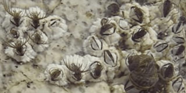 在浙江吃藤壶,还以为吞了个鬼手