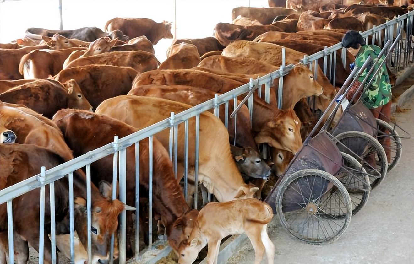 肉牛养殖技术西门塔尔牛养殖视频,生牛养殖和肉牛养殖的区别