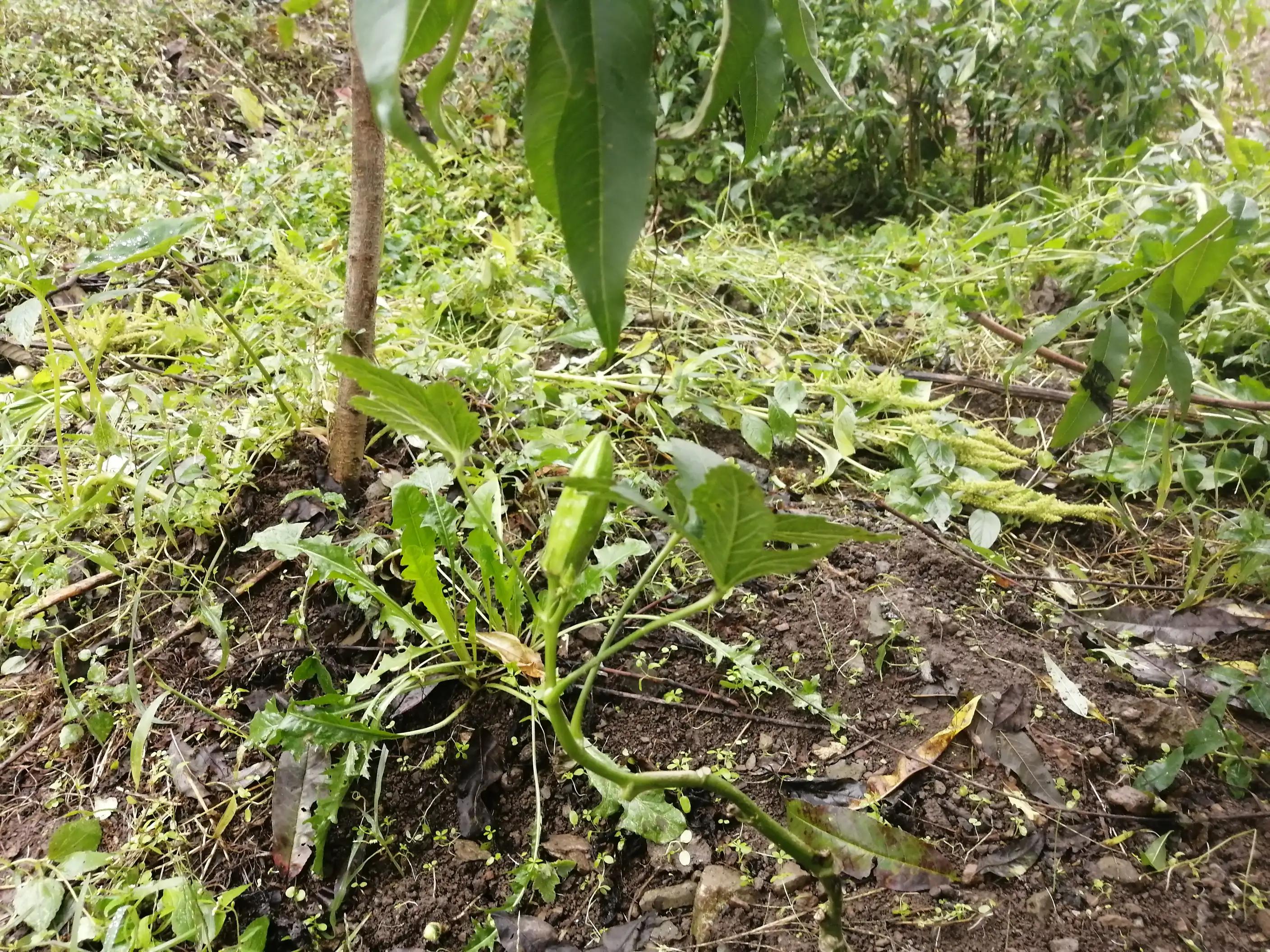 家住重山岳上山（田园七言绝句一组十万大山外的山有诗情画意）