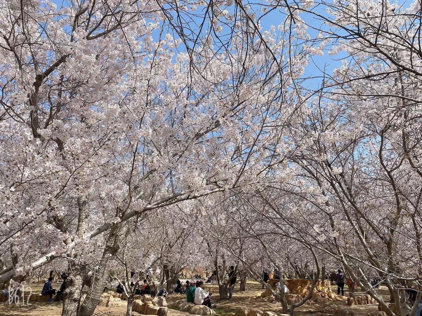 速腾1.8t自动冠军版烧机油,08年二手速腾1.6l手动会烧机油吗