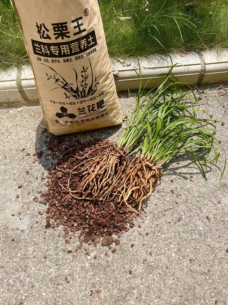 兰花怎么办才不烂根和空根,兰花该怎么养才好养活呢