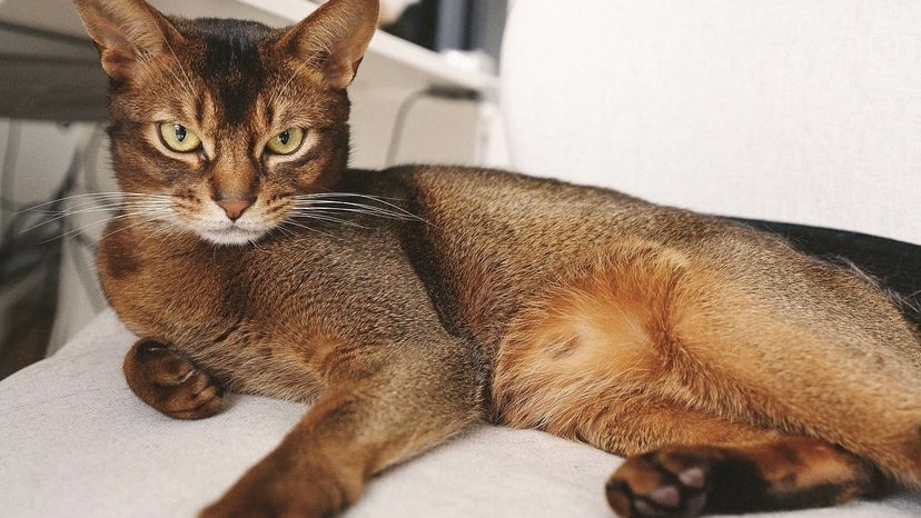 出生半个月猫咪眼睛睁不开流脓,猫咪眼睛鼻子流脓是怎么回事