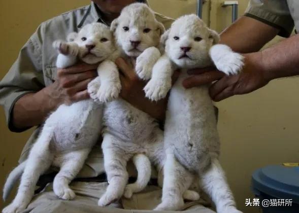 你见过猫咪吞口水吗,猫咪有肚脐眼吗