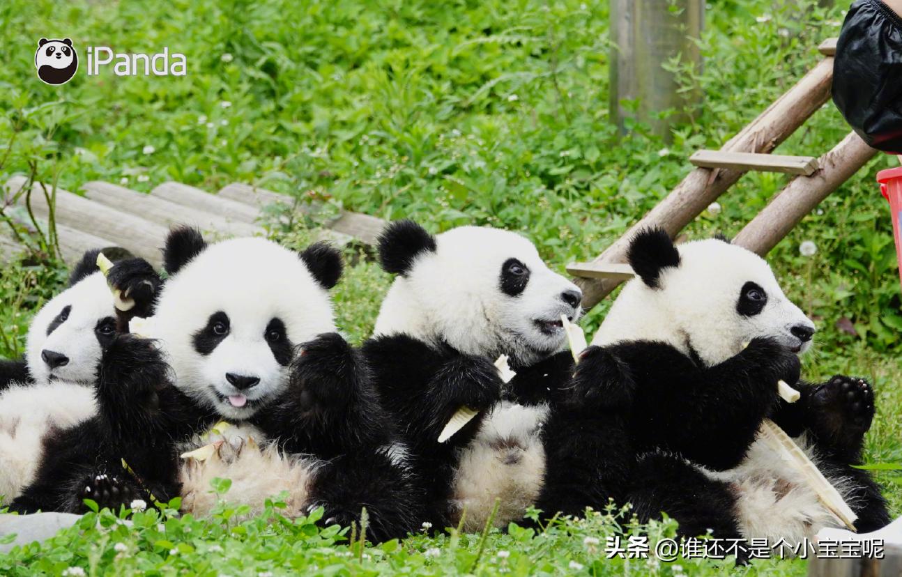 大熊猫皓月和花花,大熊猫花花有几个绯闻男友