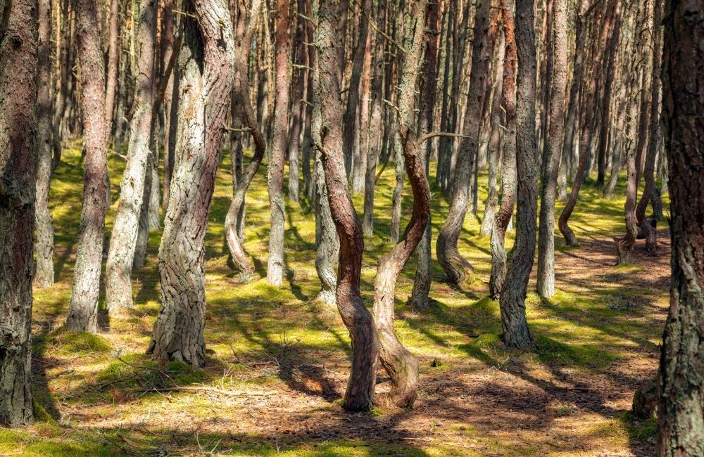 来到俄罗斯最不能错过的东西,俄罗斯的那些很奇怪的东西