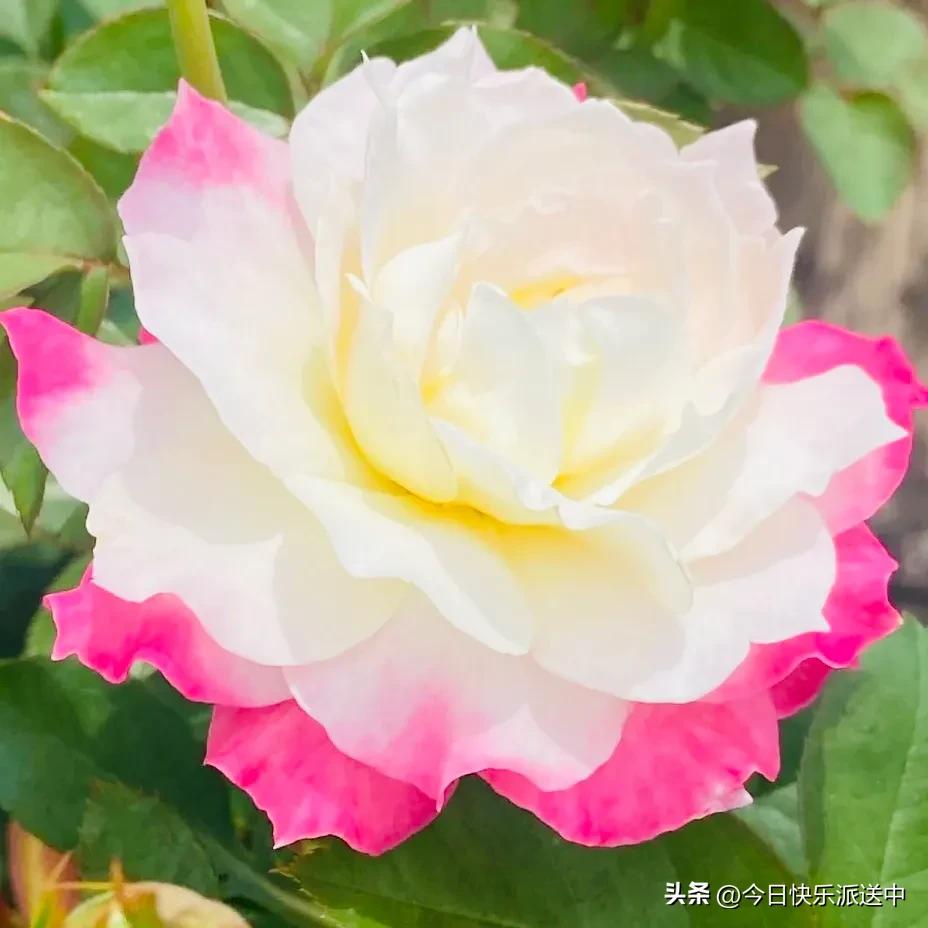 美醉了的月季花图片,各种颜色的月季花图片