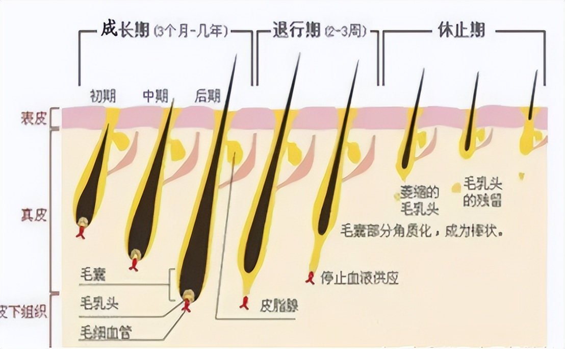 白头发越长越多到底是怎么回事,为什么白头发多了