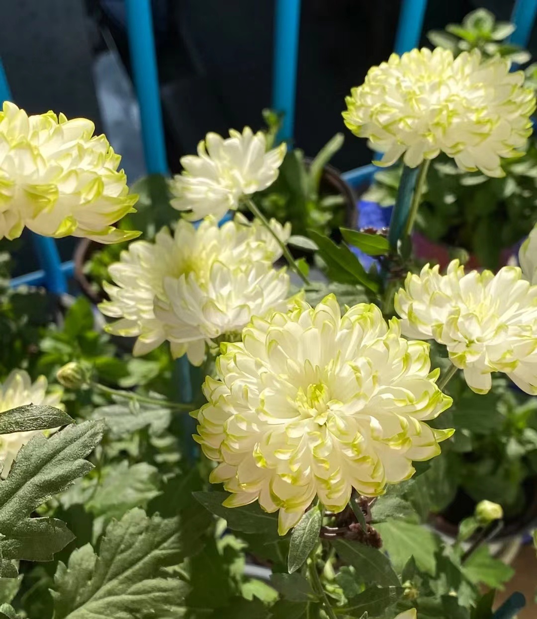 粉天赞菊花好养吗,天赞菊花冬天可以扦插吗